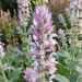 Salvia moscatella o Salvia sclarea