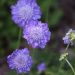 Scabiosa Butterfly Blue