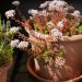Borracina bianca, Sedum album