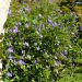 Solanum rantonnetii