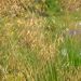 Graminacea o Stipa gigantea
