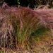 Graminacea o Stipa arundinacea