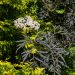 Sambuco nero o Sambucus nigra Black Lace