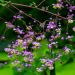 Pigamo o Thalictrum Splendide