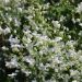 Pigamo o Thalictrum Splendide Album