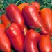 Pomodoro cornabel HF1