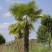 Palma Trachycarpus fortunei o Trachycarpus excelsa