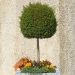 Ligustro a foglie piccole sfera su ¼ di fusto 40/50 cm, Ligustrum delavayanum o Ligustrum jonandrum