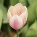 Tulipano Darwin Apricot Pride