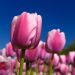 Tulipano Darwin Ollioules