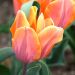 Tulipano Trionfo Princesse Irène