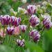 Tulipano Trionfo Rem's Favourite