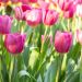 Tulipano Trionfo Roussillon