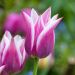 Tulipano Giglio Ballade
