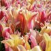 Tulipano Fior di Giglio Marianne