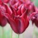 Tulipano Giglio Sarah Raven