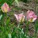 Tulipano viridiflora Groenland