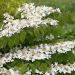 Viburnum Plicatum Mariesii