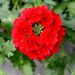 Verbena Vepita Dark Red