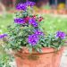 Verbena VEPITA Pearl Blue