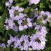 Verbena VIRGO Lavender Star