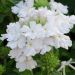 Verbena VIRGO White