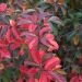 Viburno o Viburnum Le Bois Marquis