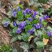 Viola mammola o Viola odorata