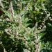 Agnocasto o Vitex Albus