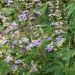 Agnocasto o Vitex Latifolia
