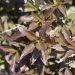 Weigelia Black and White