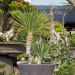 Yucca a foglie d'aloe o Yucca aloifolia