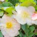 Begonia a CASCATA ODORATA ® Bianco/Rosa