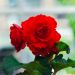 Begonia a CASCADE ODORATA ® Rossa/Rosa