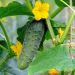 Plant de Concombre Roccker F1
