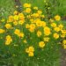 Coreopsis nano giallo