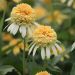 Rudbeckia doppia Lemon Drop o Echinacea purpurea