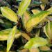 Eleagnus X ebbingei ‘Limelight’ o Eleagno di Ebbing variegato