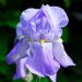 Iris a grandi fiori Blue Shimmer