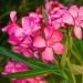 Laurier-rose ou Nerium oleander Framboise