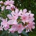 Laurier-rose ou Nerium oleander Villa Romaine