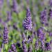Lavanda vera o Lavandula angustifolia Ellagance Purple