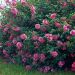 Lavatera CHAMALLOW ® Inovera