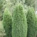 Falso cipresso di Lawson 'Ellwood' o Chamaecyparis lawsoniana 'Ellwoodii'
