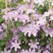 Clematide o Clematis X 'Comtesse de Bouchaud'