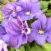 Clematide o Clematis X 'H F Young'
