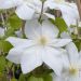 Clematide o Clematis X ‘Mme Lecoultre’