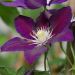 Clematide o Clematis X ‘The Vagabond’