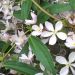 Clematide del padre Armand o Clematis armandii ‘Apple Blossom’