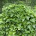 Edera irlandese o Hedera helix 'Hibernica'